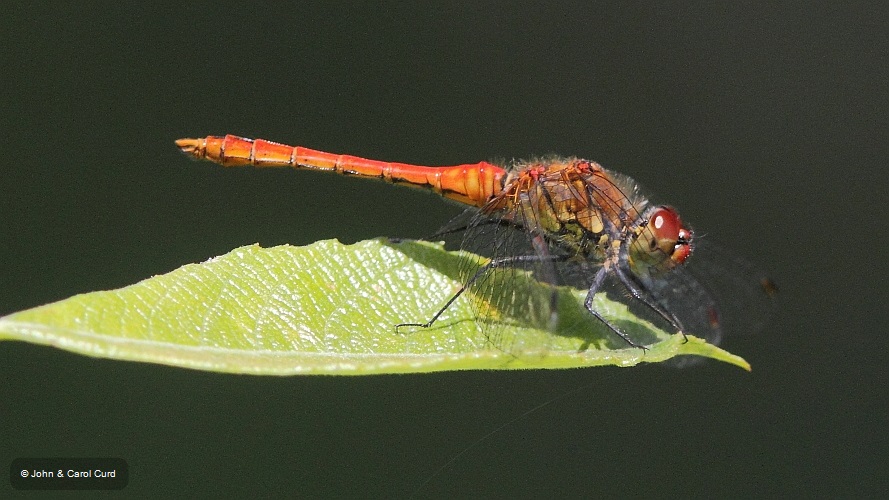 IMG_1159 Sympetrum sanguineum male.JPG